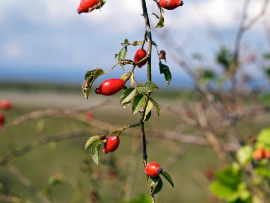 Hagebutten Hagebutten im Nationalpark Neusiedlersee