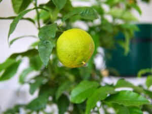Citrus bergamia Bergamotte (Citrus bergamia)