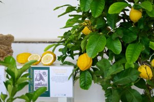 Citrus limon 'Cajetanum' Zitrone aus Gaeta (Citrus limon 'Cajetanum')