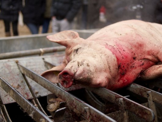 Enthaartes totes Mangalitzaschwein Ein bereits enthaartes geschlachtetes Mangalitzaschwein