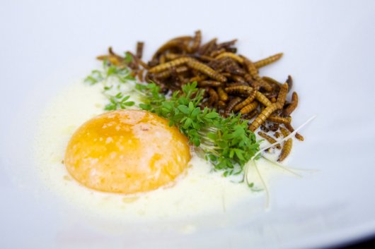 Geröstete Mehlwürmer auf geselchter Rahmsauce mit pochiertem Ei und Kresse von Harald Irka Geröstete Mehlwürmer auf geselchter Rahmsauce mit pochiertem Ei und Kresse von Harald Irka