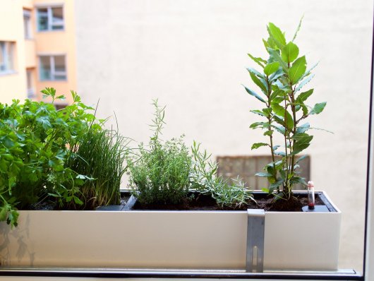 Das fertige "Kräuterbeet" am Fensterbankl