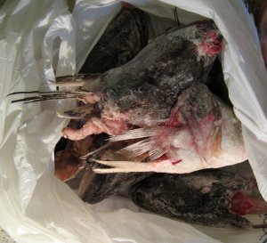Gefrorene Fischköpfe Gefrorene Fischköpfe
