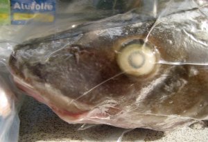 Kabeljau vakuumiert Kabeljaukopf im Vakuumbeutel