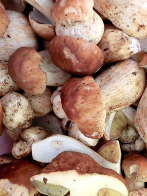 Steinpilze Kärntner Steinpilze