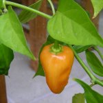Oranger Habanero-Chili
