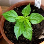 Habanero-Jungpflanze im Anzuchttopf