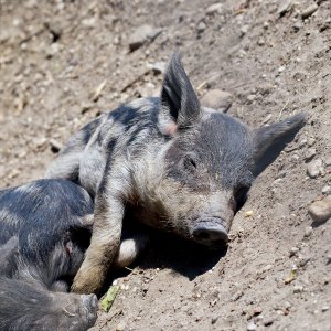 Ferkel III Mangalitzaferkel