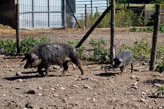 Eine Herde Mangalitzaschweine läuft durch das Gatter
