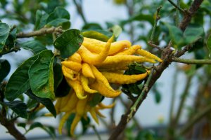 Buddha's Hand I Buddha's Hand in Schönbrunn