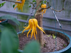 Buddha's Hand II Buddha's Hand in Schönbrunn