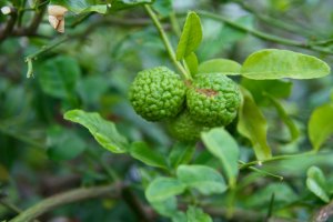 Kaffirlimetten (Citrus hystrix) Kaffirlimetten in Schönbrunn
