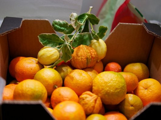 Kiste mit Pomeranzen und panaschierten Zitronen