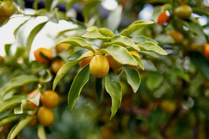 Kumquat Kumquat in Schönbrunn