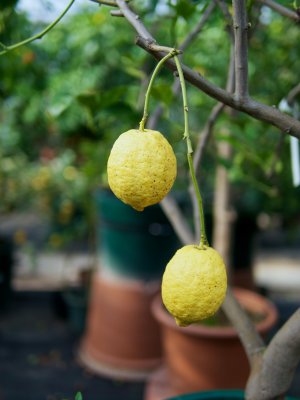 Zitronen Zitronen in Schönbrunn (möglicherweise Zagara bianca)