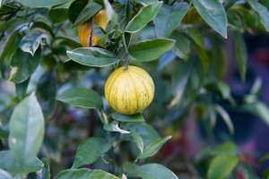 Zitrusfrucht I Zitrusfrucht in Schönbrunn (möglicherweise panaschierte Blutorange)