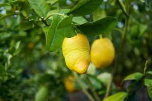 Zitrusfrucht II Zitrusfrucht in Schönbrunn (möglicherweise Zedratzitronen)
