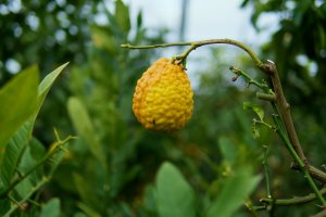 Zitrusfrucht V ZItrusfrucht in Schönbrunn (möglicherweise gehirnförmige Zedratzitrone)
