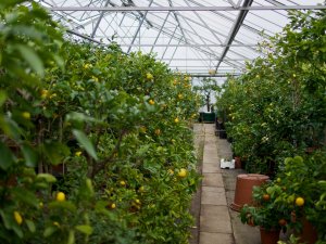 Zitrusgarten in Schönbrunn Zitrusgarten in Schönbrunn