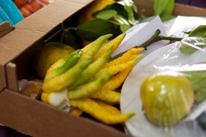 Kiste mit Zitrusfrüchten aus Schönbrunn Kiste mit Zitrusfrüchten aus Schönbrunn