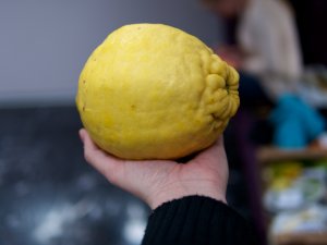 Riesenzitrone Riesenzitrone