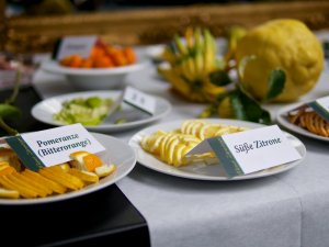 Zitrusfrüchte aus Schönbrunn Pomeranze und Süße Zitrone aus Schönbrunn