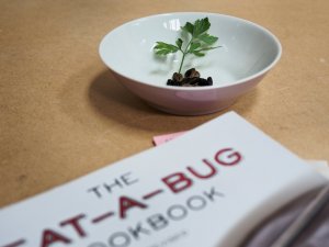 Fliegenlarven mit Eat-A-Bug-Kochbuch Fliegenlarven mit Eat-A-Bug-Kochbuch