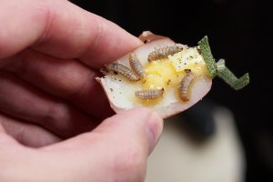 Fliegenlarven mit Erdäpfeln Fliegenlarven mit Erdäpfeln, Eierspeis und Salbeibutter