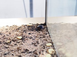 Larven der schwarzen Soldatenfliege in ihrem Terrarium Larven der schwarzen Soldatenfliege in ihrem Terrarium
