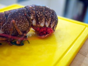 Hinterleib eines eiertragenden Hummerweibchens Hinterleib eines eiertragenden Hummerweibchens