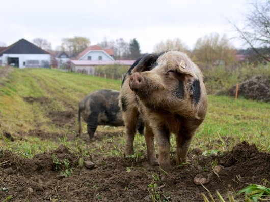 Turopolje-Schweine im Waldviertel