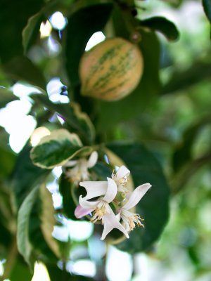 Blüte einer panaschierten Zitrone Blüte einer panaschierten Zitrone