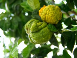 Citrus aurantium cv. Distorto o monstroso Monströse Bitterorange (Citrus aurantium cv. Distorto o monstroso)