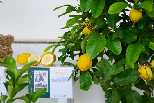 Zitrone aus Gaeta (Citrus limon 'Cajetanum')