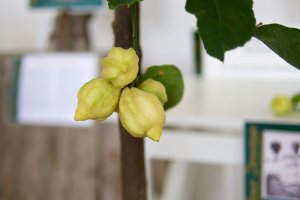 Citrus limon 'Perettone canaliculata' Birnenförmige gefurchte Zitrone (Citrus limon 'Perettone canaliculata')