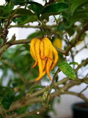Citrus medica var. sarcodactylis Buddhas Hand (Citrus medica var. sarcodactylis)