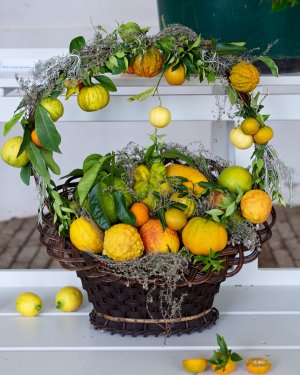 Dekorativer Zitruskorb Ein Dekorationskorb mit verschiedenen Zitrusfrüchten