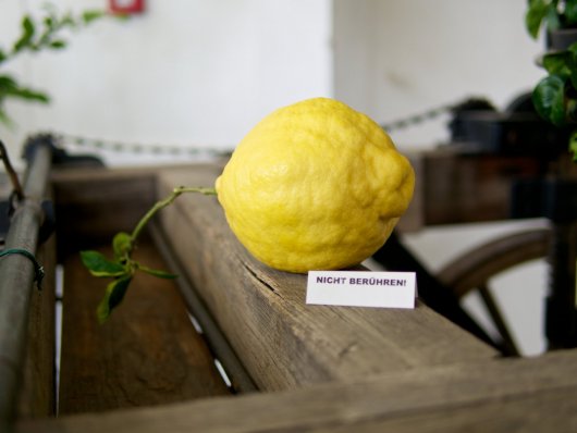 Große Zitrusfrucht mit Schild "Nicht berühren!"