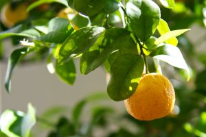 Pomeranze am Baum Pomeranze am Baum