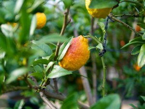 Schönbrunner Pomeranzen Schönbrunner Pomeranzen