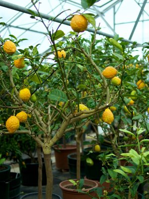 Schönbrunner Pomeranzen im Glashaus Schönbrunner Pomeranzen im Glashaus