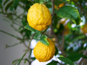 Zitronatzitrone (Citrus medica) Zitronatzitrone (Citrus medica)