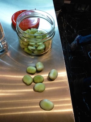 Saubohnen Gewässerte Saubohnen