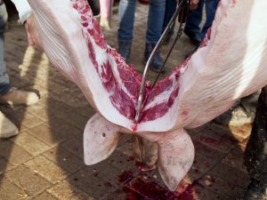 Zerteilen einer toten Sau mit der Handsäge Zerteilen einer toten Sau mit der Handsäge