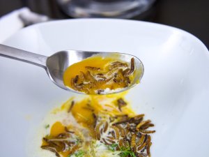 Geröstete Mehlwürmer auf geselchter Rahmsauce mit pochiertem Ei und Kresse Geröstete Mehlwürmer mit Eidotter auf einem Löffel