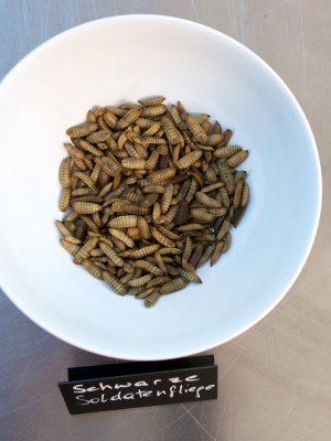 Larven der schwarzen Soldatenfliege Larven der schwarzen Soldatenfliege in einer Schüssel