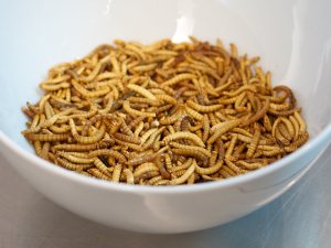 Mehlwürmer in einer Schüssel Mehlwürmer in einer Schüssel