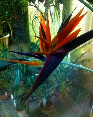 Palmenhaus I Große orange Blüte im Palmenhaus