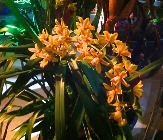 Kleine gelbe Blüten im Palmenhaus