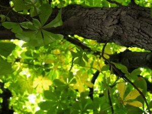 Blick durch das Blätterdach Blick durch das Blätterdach bei Jutta Ambrositsch